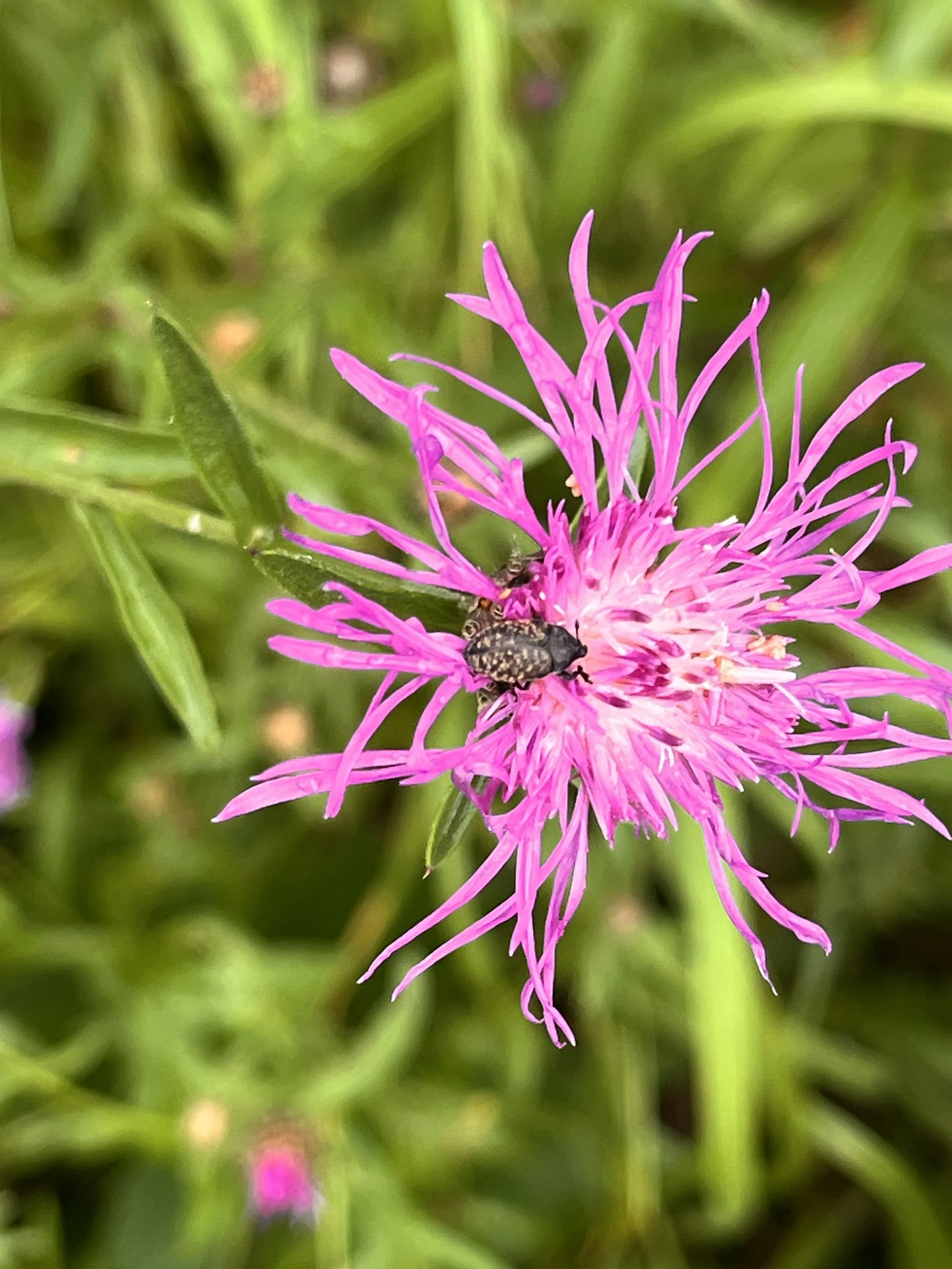 Don’t Nap on Knapweed