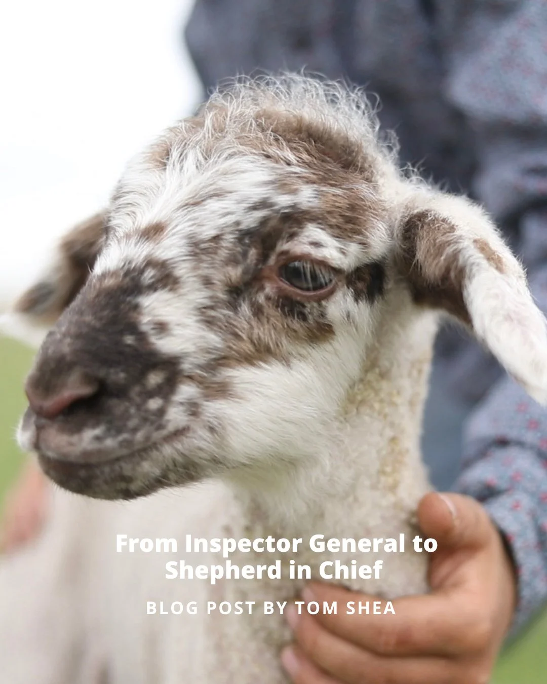 After a military career as an Army Inspector General, Travis Hawkins made a shift&mdash;from serving his country to stewarding his land. Now the full-time farmer behind Whistling H Farms, Travis has grown a thriving sheep operation from the ground up