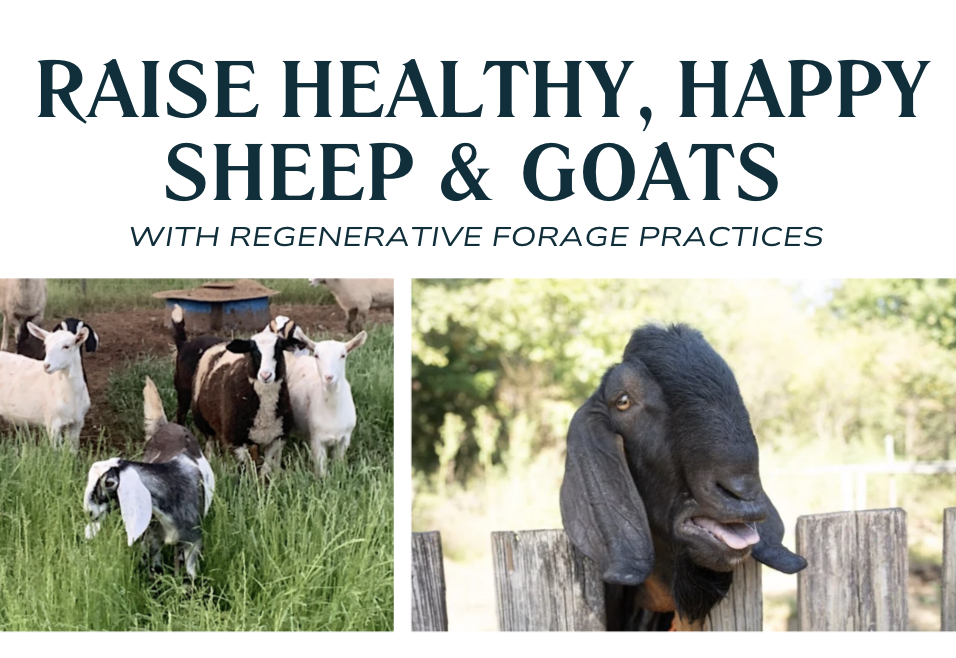 Raise healthy, happy sheep & goats with regenerative forage practices