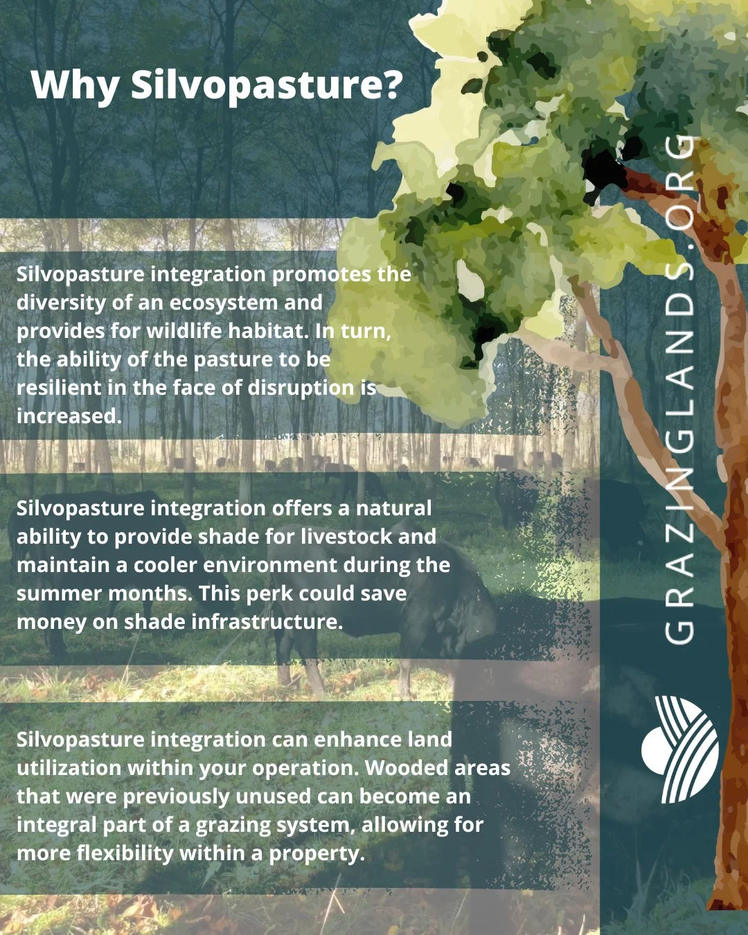 Silvopasture is an innovative approach that combines forage, livestock, and trees on the same piece of land, serving as a valuable strategy for enhancing both land health and utilization. At NatGLC, we&rsquo;re thrilled to partner with the Louisiana 
