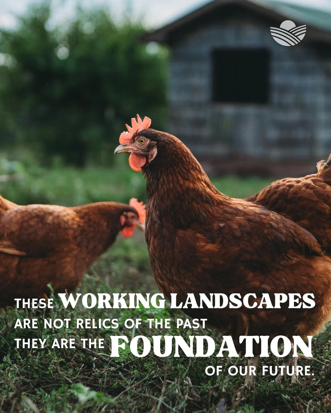 From food security to soil health, grazing lands sustain America in more ways than one. Read Chris Workman&rsquo;s new blog to learn how these landscapes strengthen our nation&rsquo;s security, prosperity, and sustainability.⁠
⁠
Blog link in bio.
