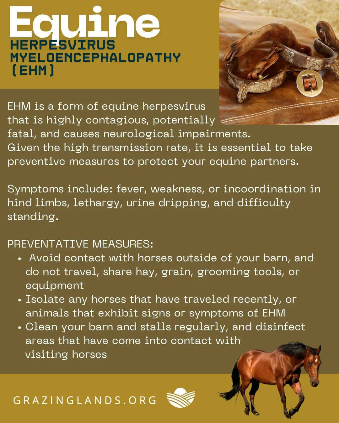 The recent outbreak of Equine Herpesvirus Myeloencephalopathy (EHM) has raised serious concerns for horse owners everywhere. However, by prioritizing prevention and practicing good biosecurity measures, we can protect our beloved horses and keep them