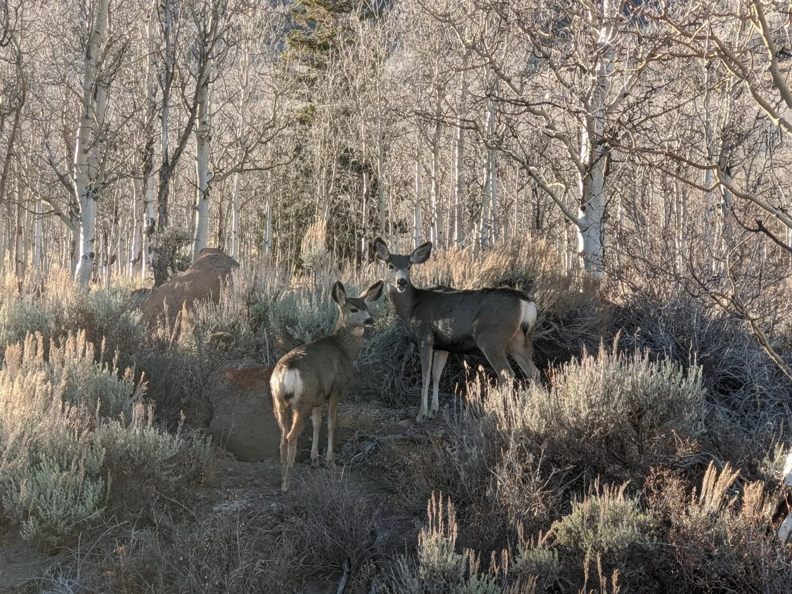 Grazing on Public Lands: Informational Tidbits About the Bureau of Land Management and the United States Forest Service Grazing Programs