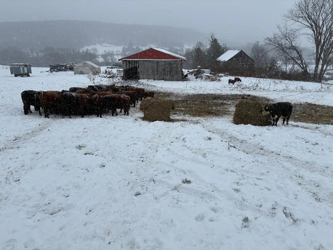 Join us at a Bale Grazing Workshop on January 10th, 2026