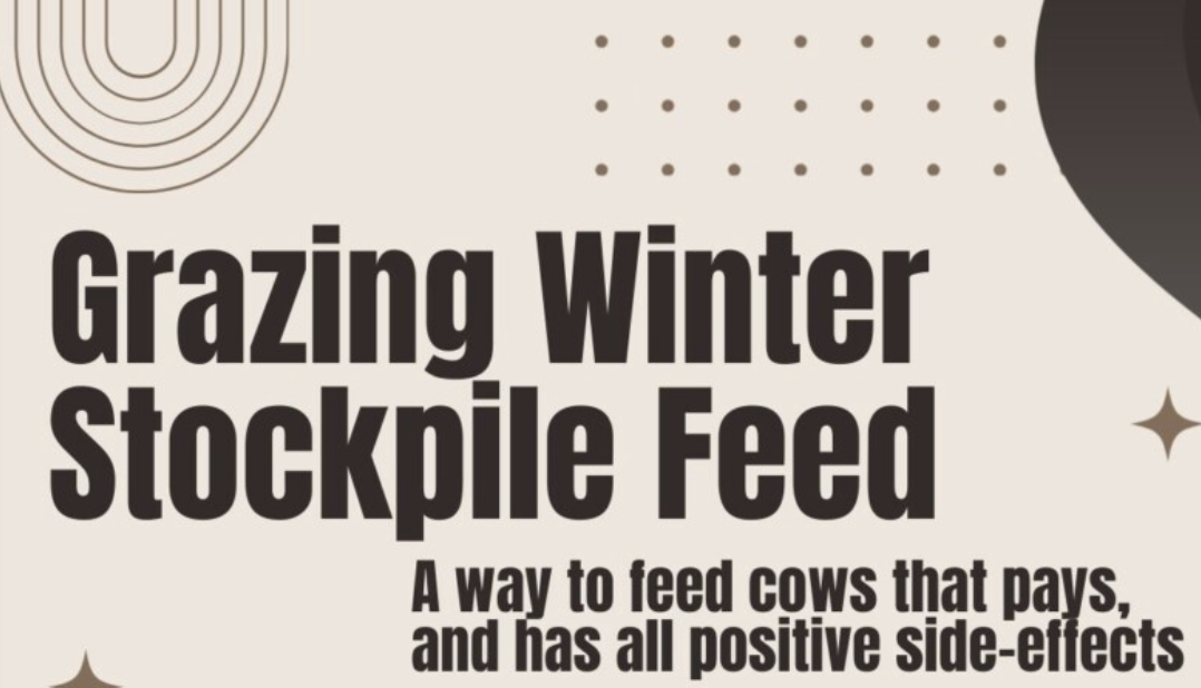 Grazing Winter Stockpile Feed