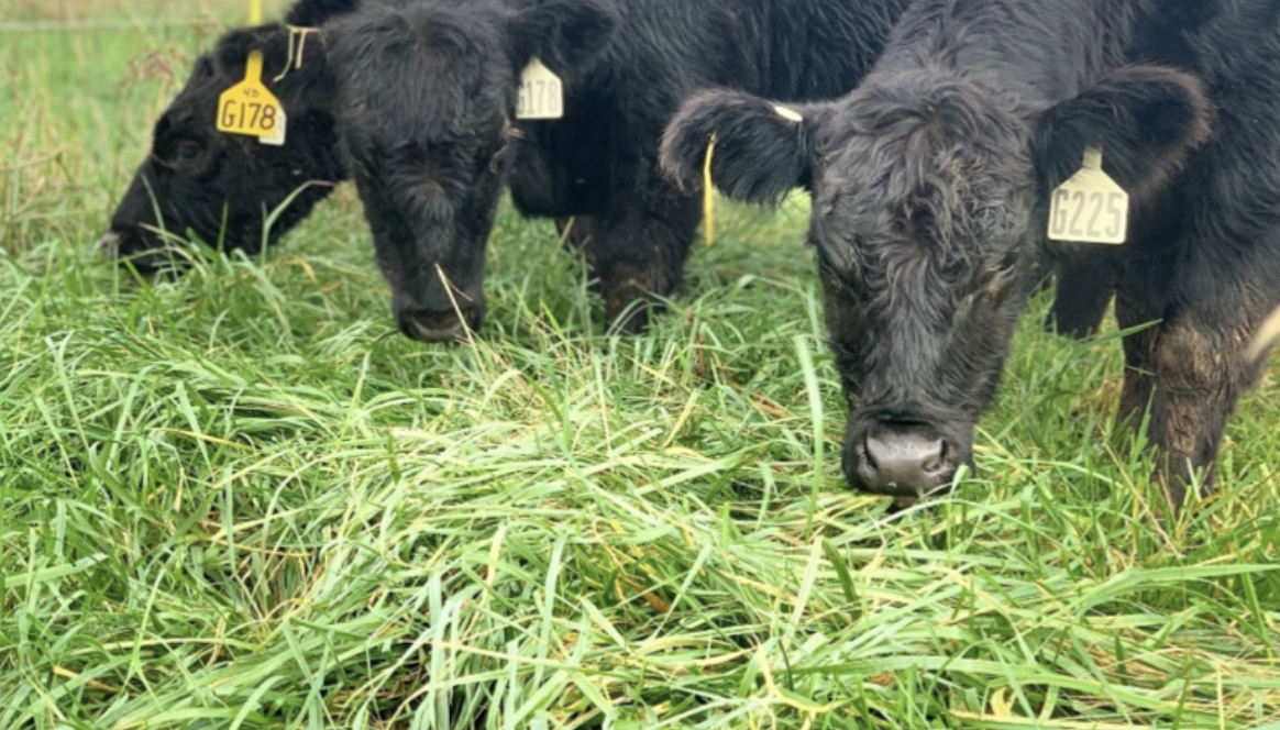 Improving the Production Efficiency of Tall Fescue-Based Forage Systems
