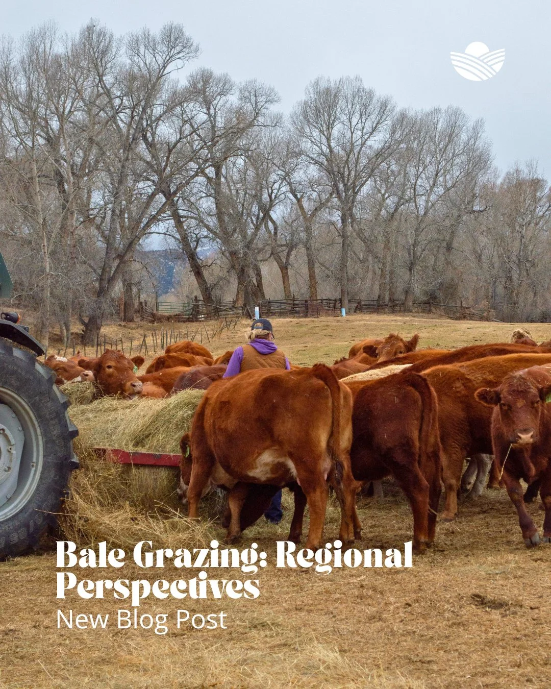 Bale grazing looks different depending on where you ranch or farm. In our newest blog post, our Regional Resource Managers break down how bale grazing shows up across the United States sharing practical perspectives, lessons learned, and experience f