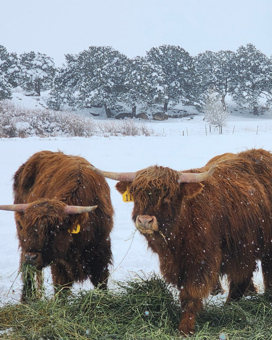 The Water Cycle and the Role of Snow in the Western United States&nbsp;