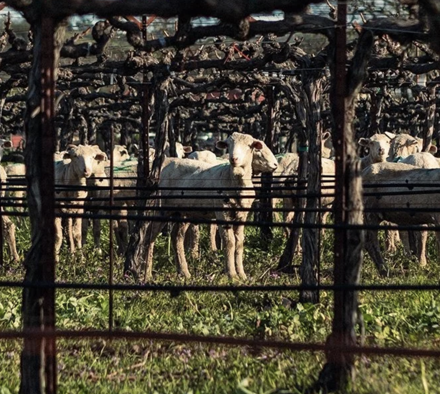 Targeted Grazing Workshops