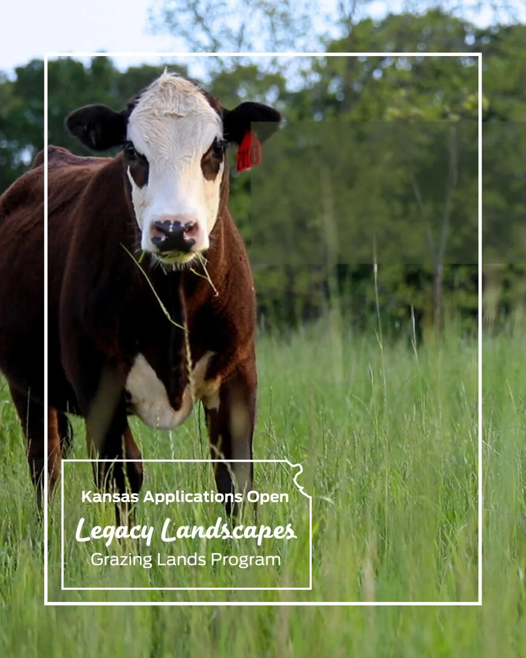 Legacy Landscapes supports cow-calf operations in Kansas to improve grazing lands, strengthen operations, and access new markets. ⁠ ⁠
⁠
Participants can receive:⁠ ⁠
�- over $70,000 in potential funding⁠ ⁠
�- one-on-one support from Kansas Grazing Lan