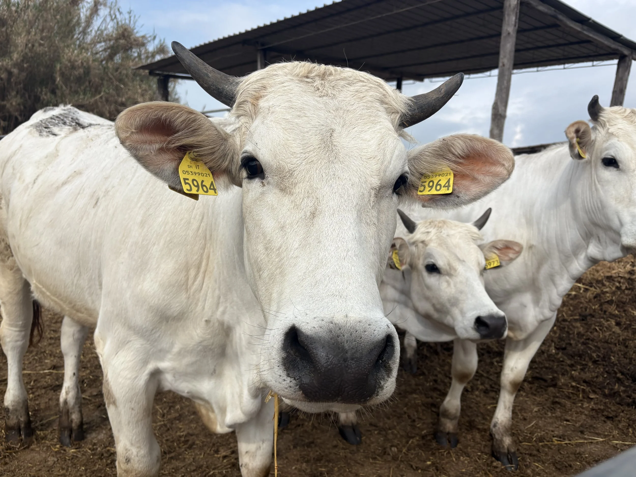 AgVenture&nbsp;in Italia&nbsp;&nbsp;