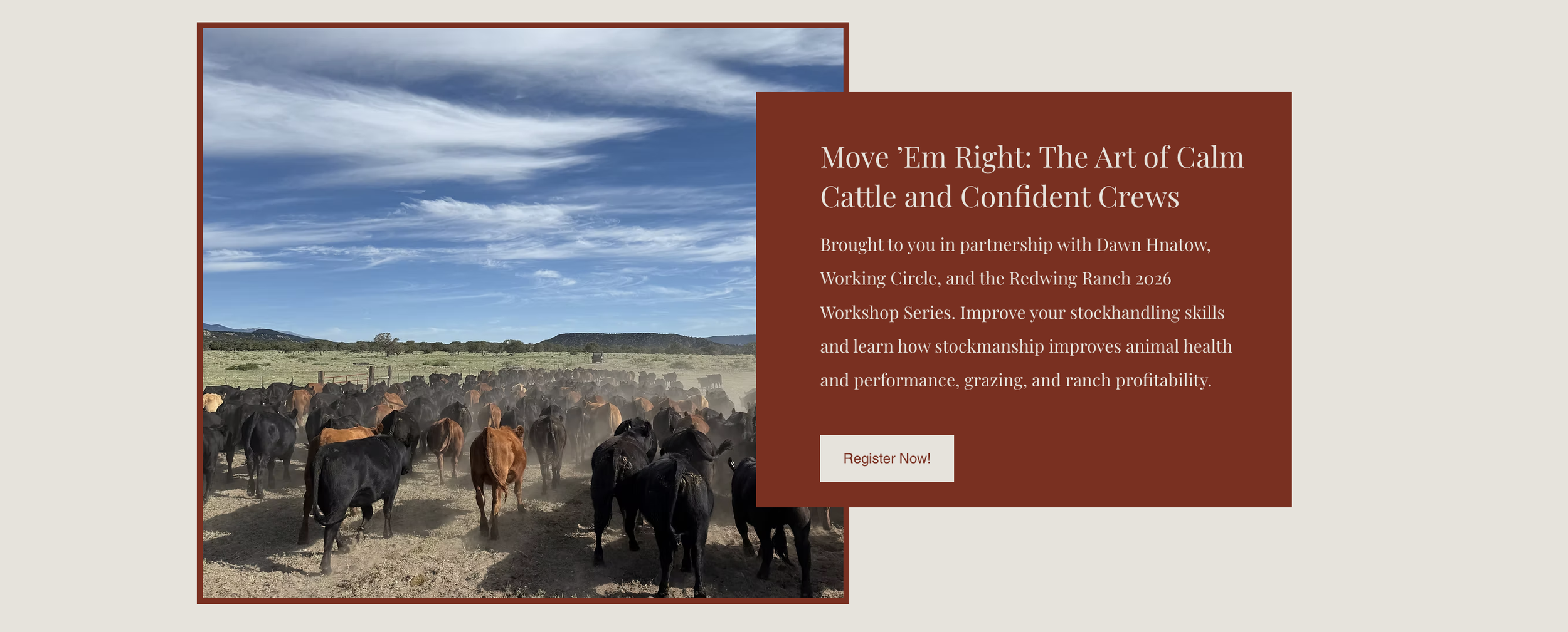 Move ’Em Right: The Art of Calm Cattle and Confident Crews