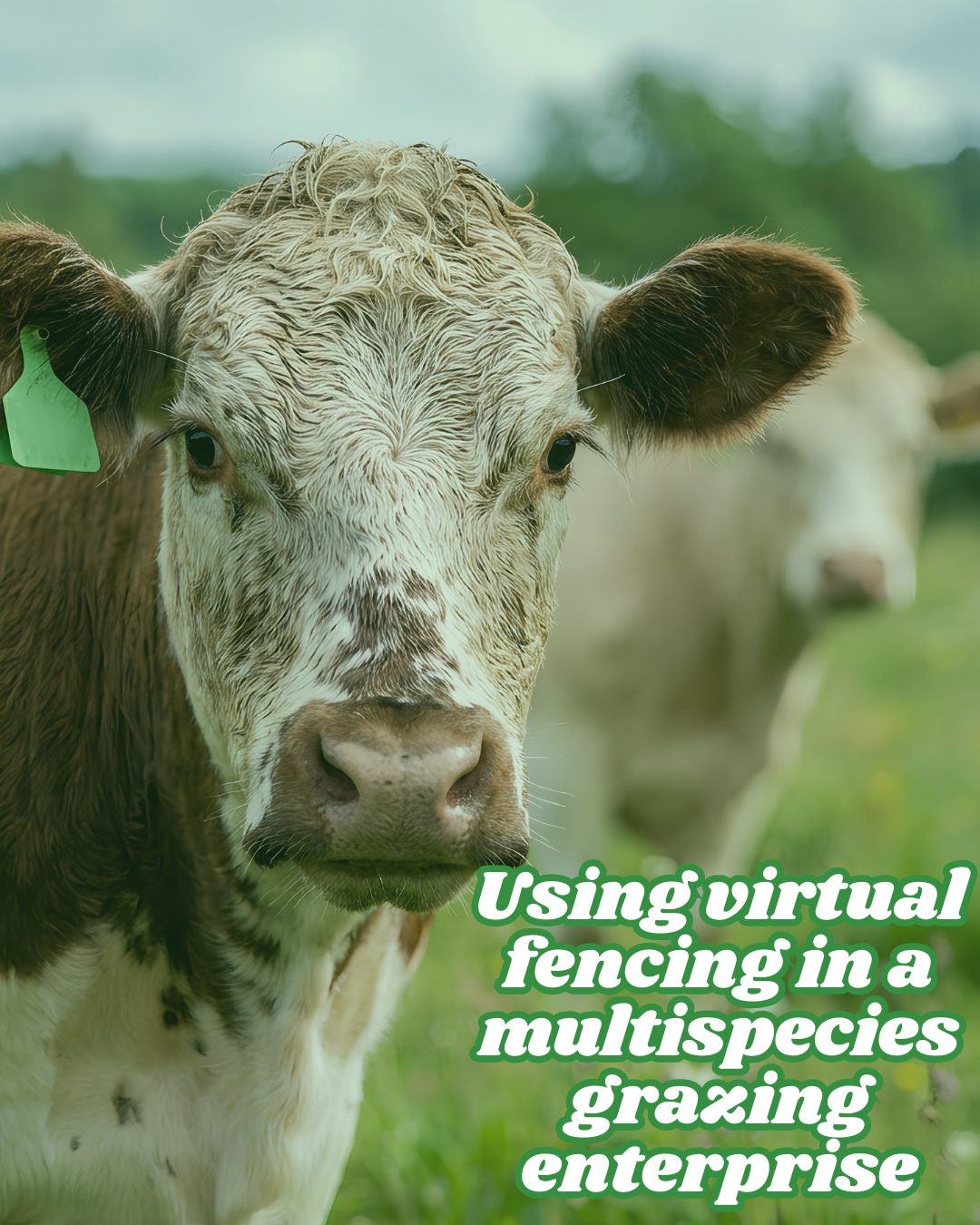 Using virtual fencing in a multispecies grazing enterprise