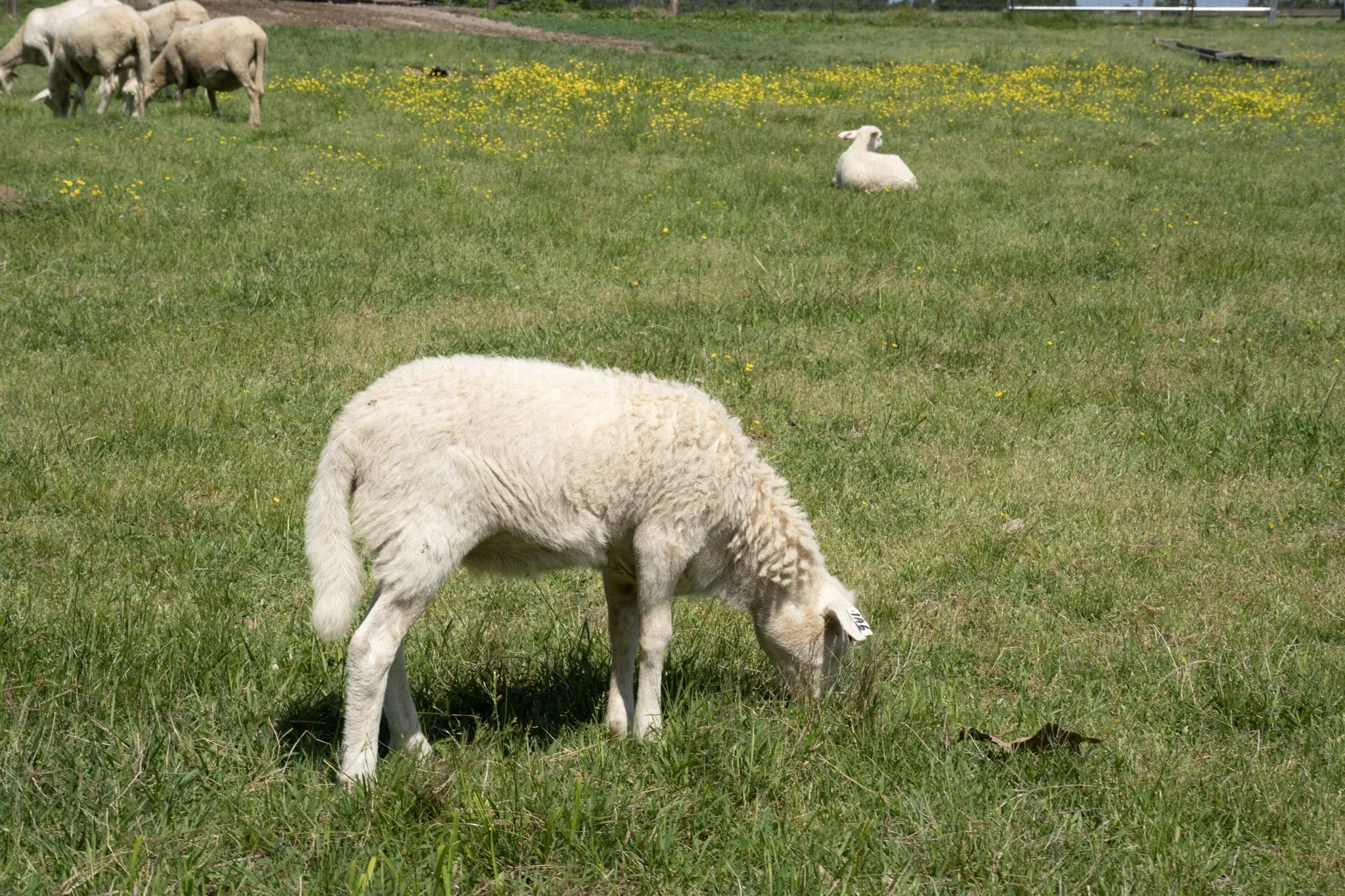 Grazing Domestic Sheep Around Wild Sheep Populations&nbsp;