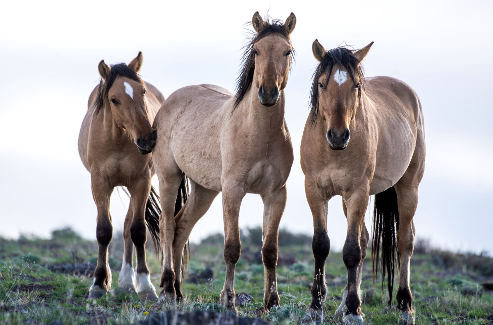 A Snapshot of Wild Horses in the United States and Beyond&nbsp;