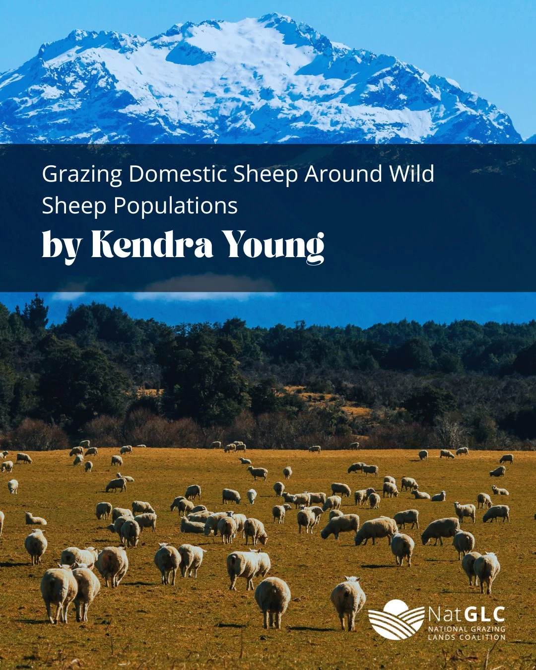 Shared landscapes don&rsquo;t always mean shared space. ⁠
⁠
Protecting both domestic and wild sheep comes down to smart management, biosecurity, and keeping distance where it matters most. ⁠
⁠
Dive deeper &rarr; grazinglands.org/education⁠
⁠
This wor