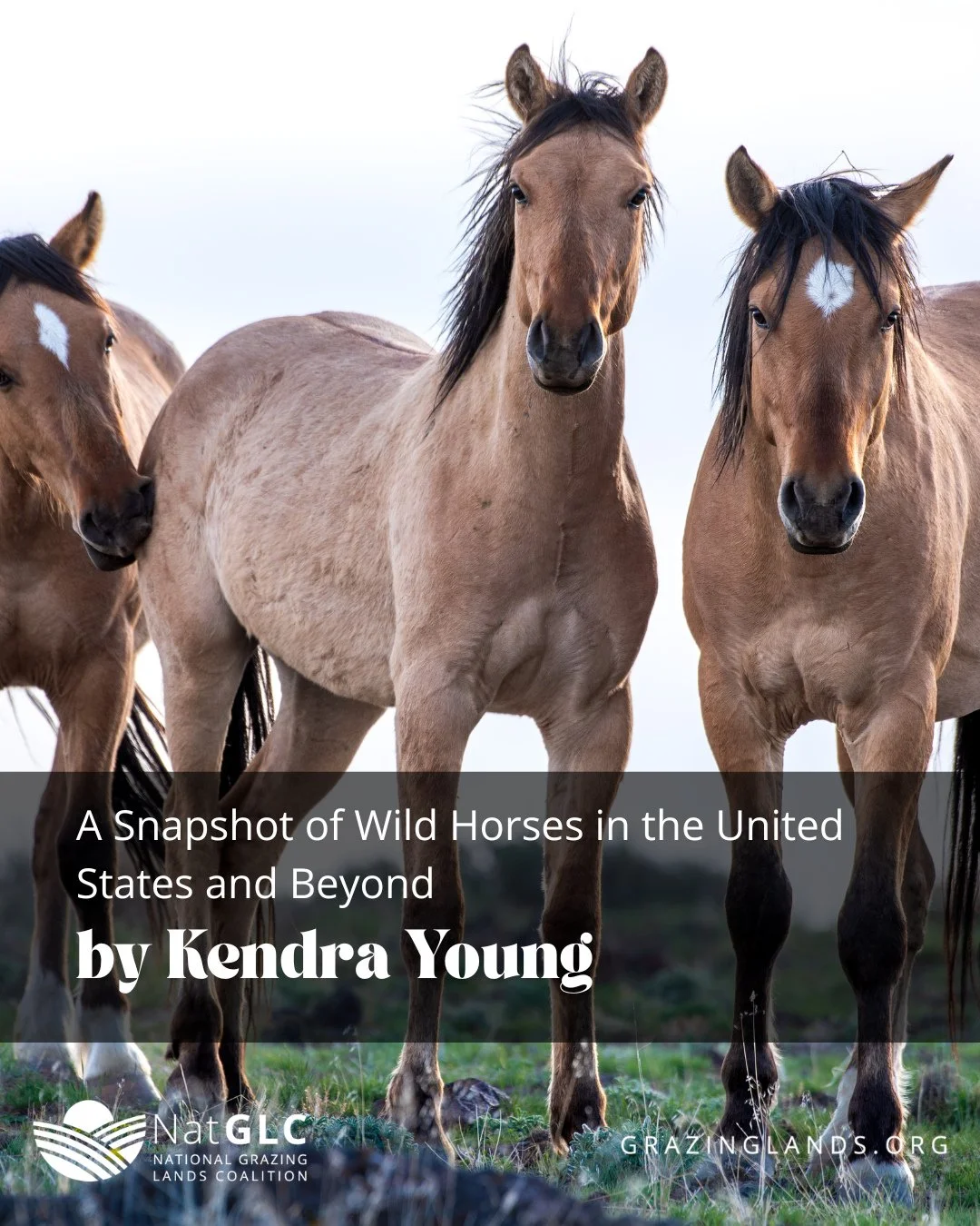 Wild horses spark strong opinions across the West, but one thing is certain: they remain woven into the story of our rangelands. ⁠
⁠
From questions of management and conservation to their impact on grazing ecosystems, the conversation is layered, com