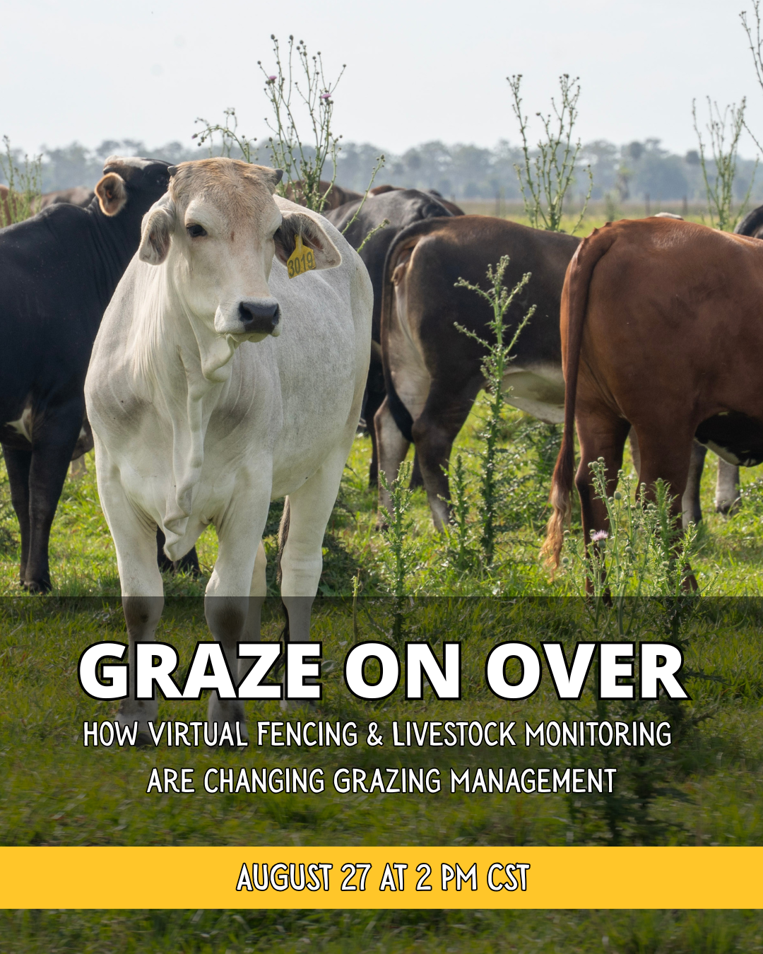 Graze On Over: How Virtual Fencing & Livestock Monitoring  are Changing Grazing Management