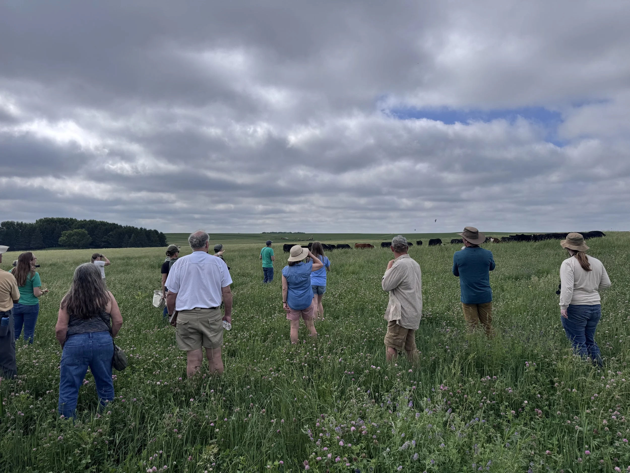 Grazing Management: The Key to a Healthy Grassland