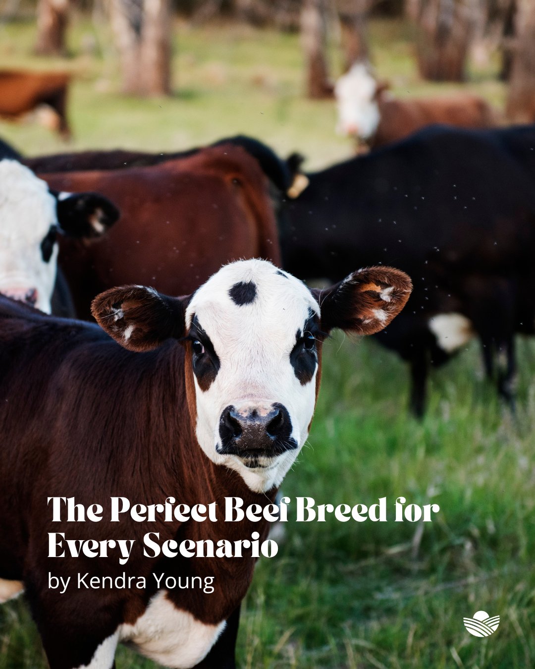 There are over one thousand recognized cattle breeds around the world, according to the Food and Agriculture Organization of the United Nations. ⁠
⁠
With so many options, understanding and selecting an appropriate breed for your operation can seem da