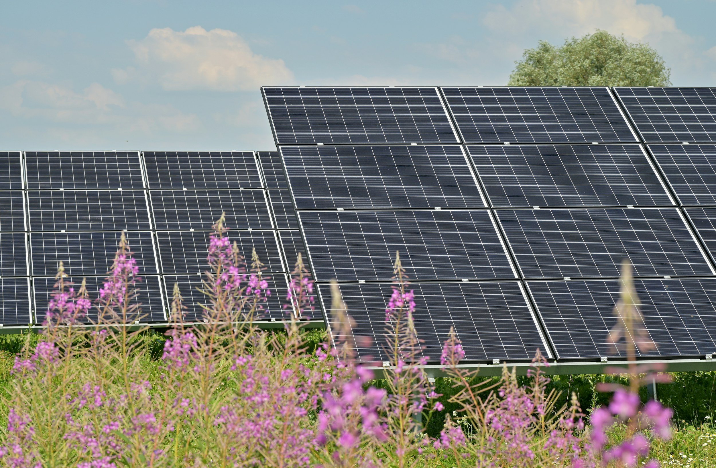 Dual yield: Agrivoltaics research insights