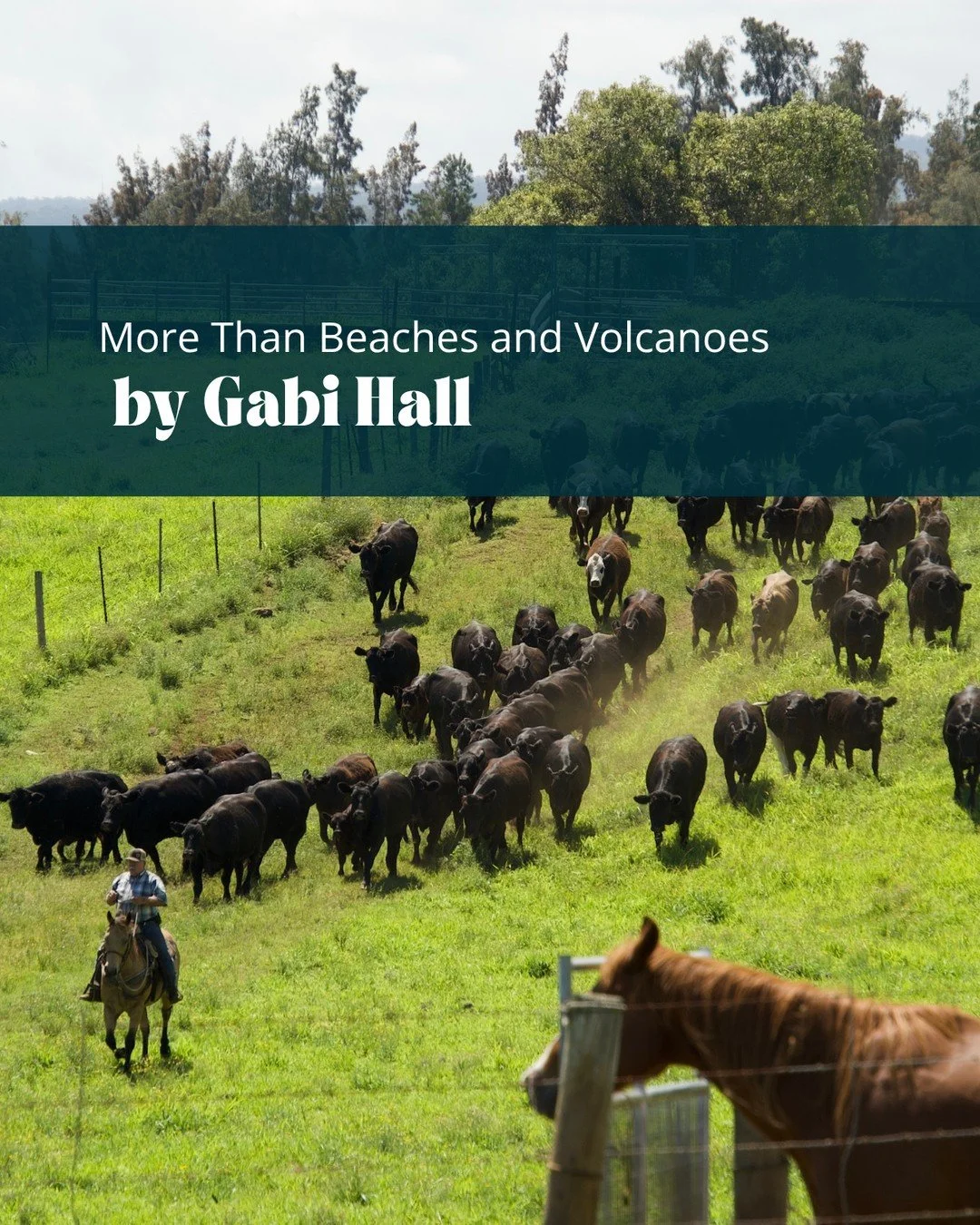 In a recent blog post, Gabi Hall explores a side of Hawaiʻi that often goes overlooked. While many people picture volcanoes, black lava rock, surfing, luaus, and vibrant island culture, few realize the islands are also home to a rich ranching traditi