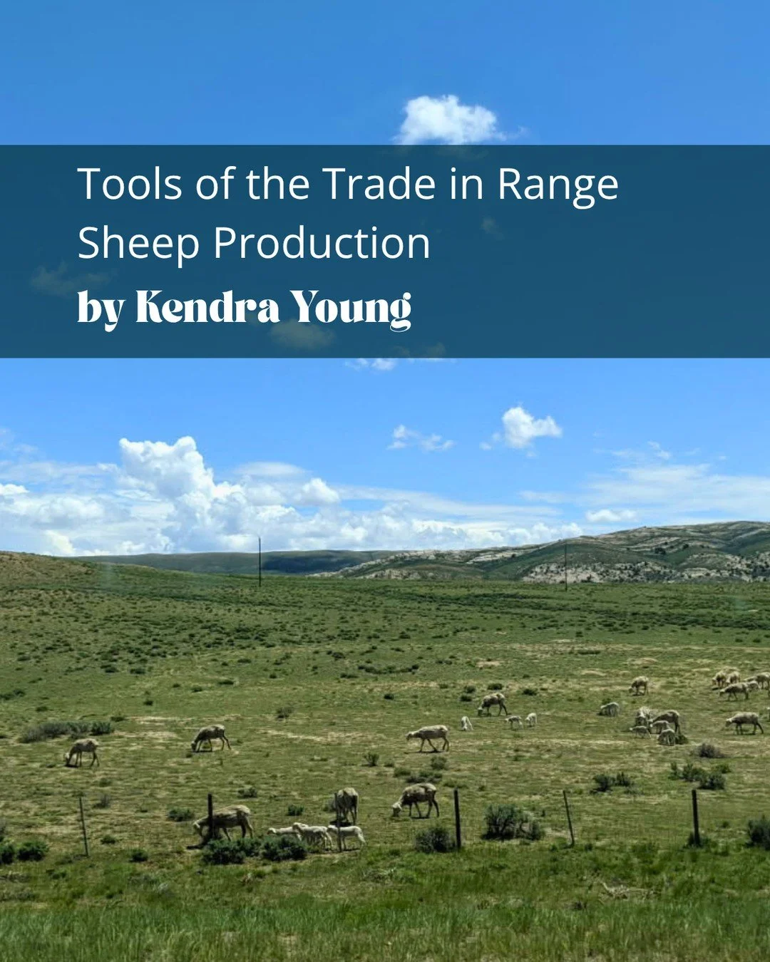 Raising a large range band of sheep in the western United States is vastly different from raising a few head in a backyard flock. This requires specialized tools, increased personnel, different infrastructure, and of course, larger landscapes. Browse