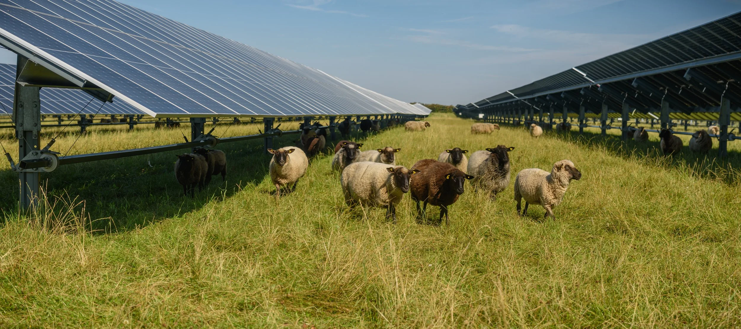 How Conservation, Livestock and Energy Production Can Share the Same Acres