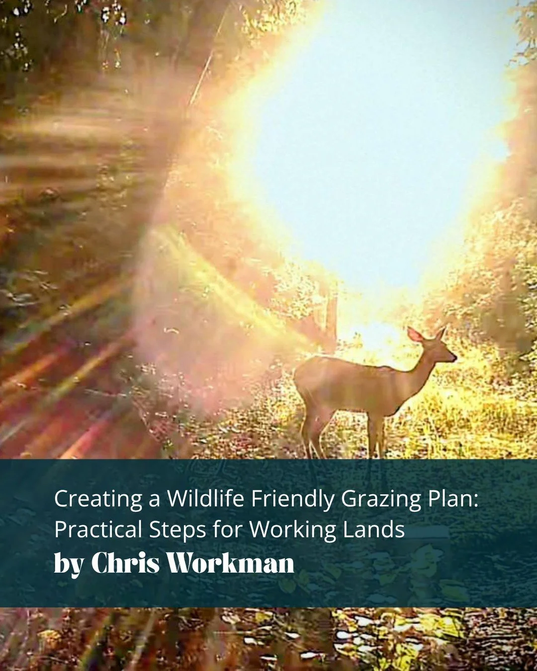 Productive grazing and healthy wildlife habitat can go hand in hand.  Learn how small adjustments to grazing timing, pasture diversity, water access, and sensitive areas can benefit livestock, forage, and the wildlife that shares the land.