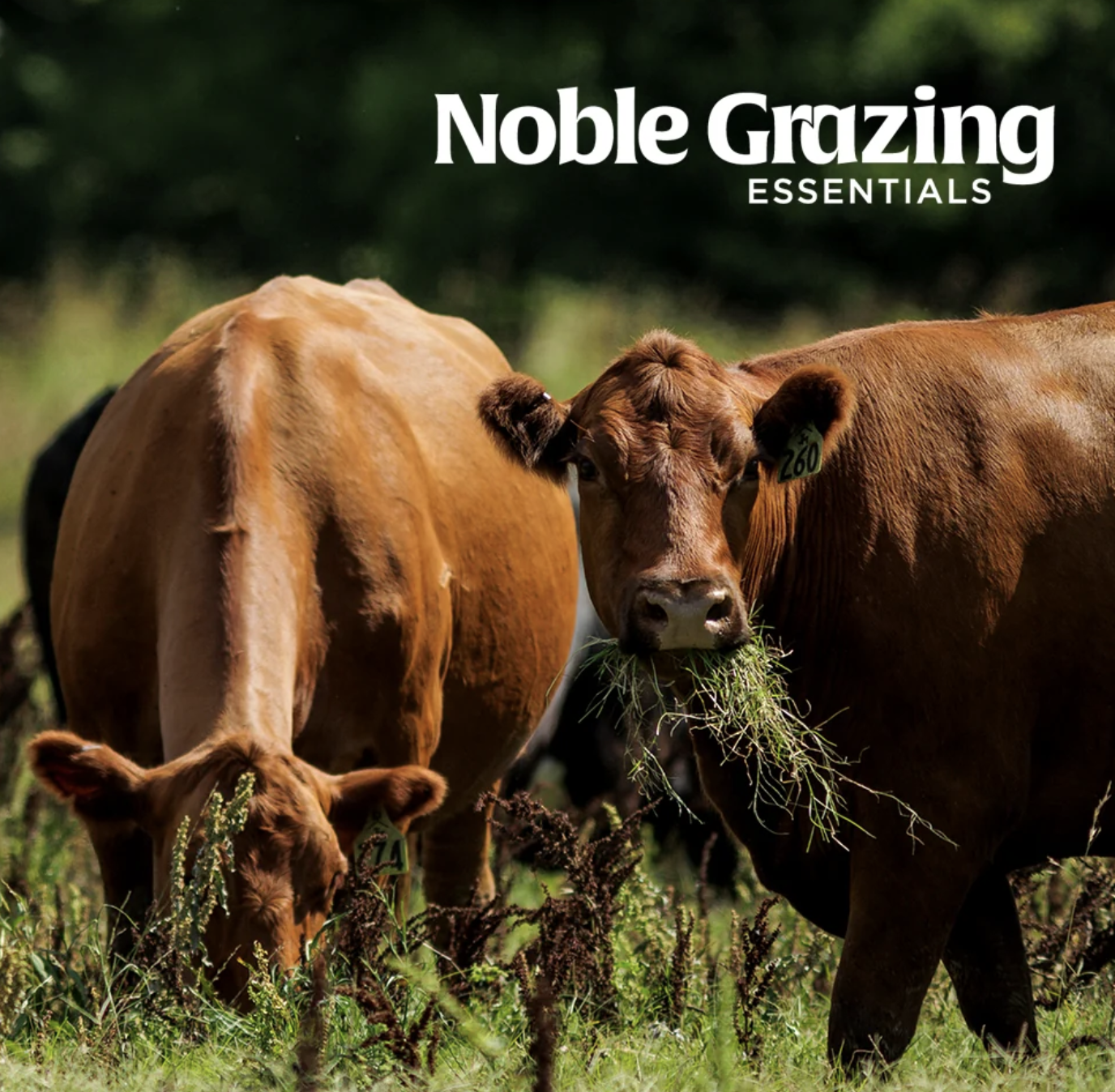 Noble Grazing Essentials