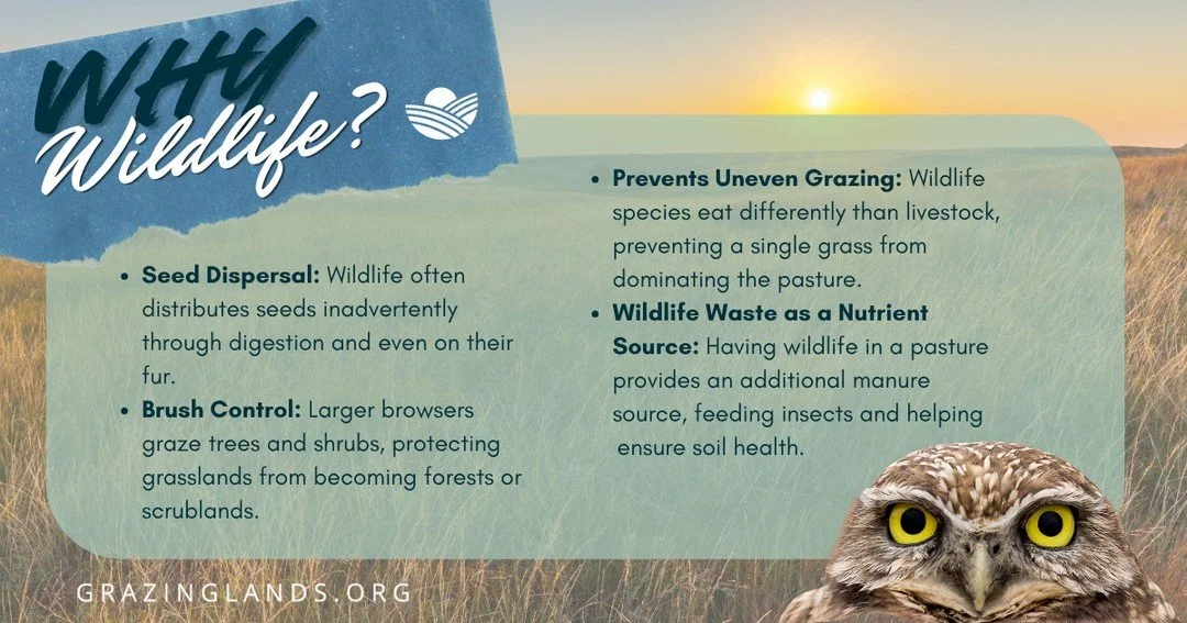 Wildlife plays a crucial role for graziers by maintaining healthy ecosystems that support productive pastures and natural pest control. Protecting and valuing wildlife offers many benefits&mdash;read the graphic for more information.⁠
⁠
Read more: ht
