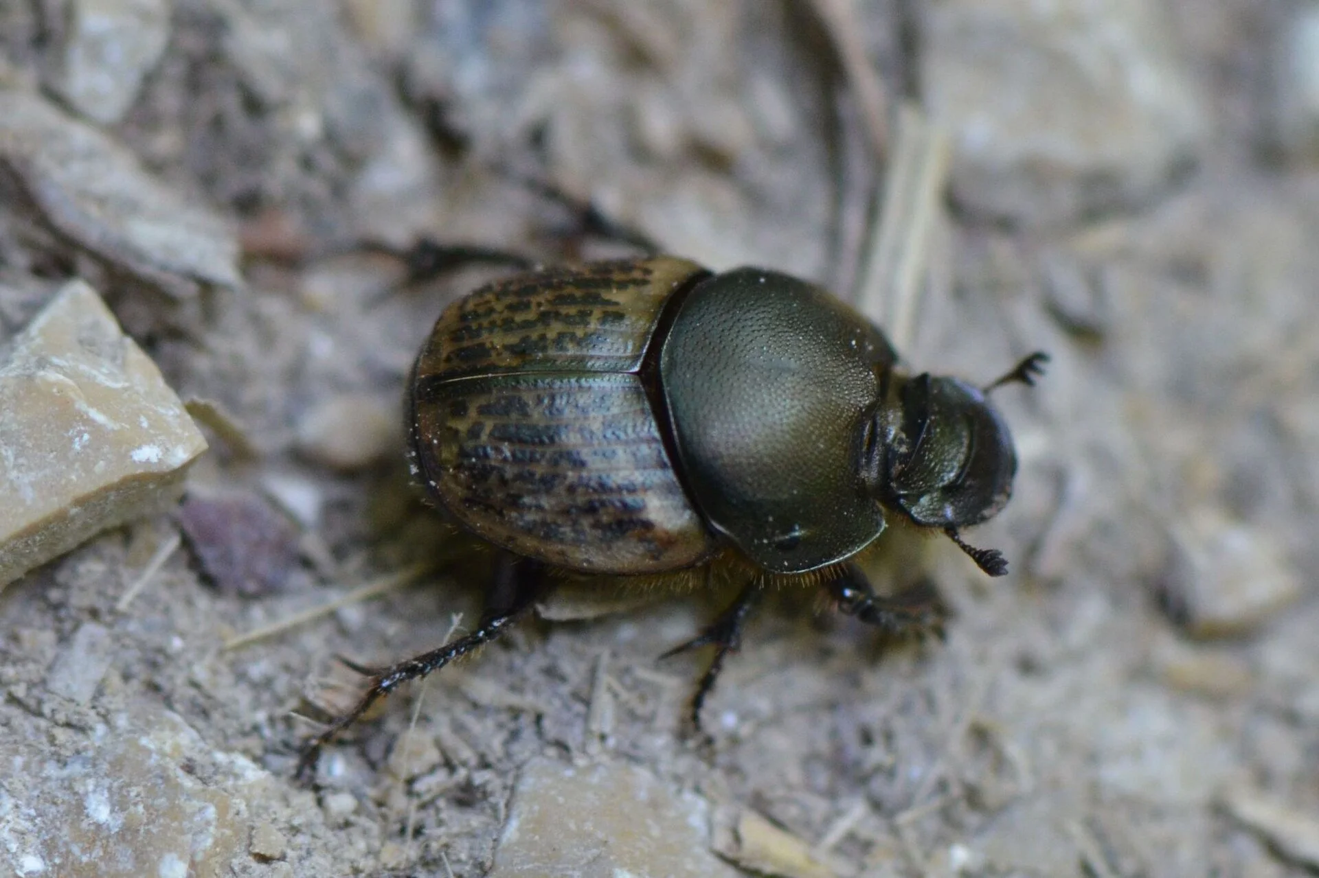 Walking our Fields: Watching the Manure and Working with Dung Beetles, our Pasture Partners