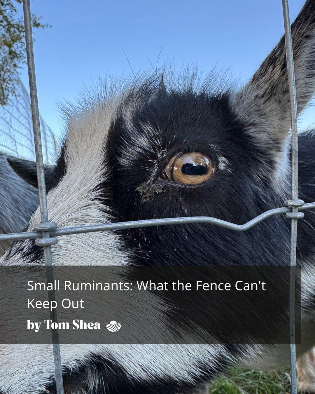 Sheep and goat producers face a variety of challenges, including predators and parasites. While fencing and livestock guardian animals can help protect livestock, managing parasites takes a different approach. ⁠
⁠
In his newest article, Tom Shea shar