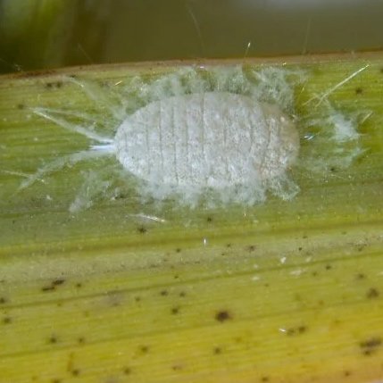 Pasture Mealybug