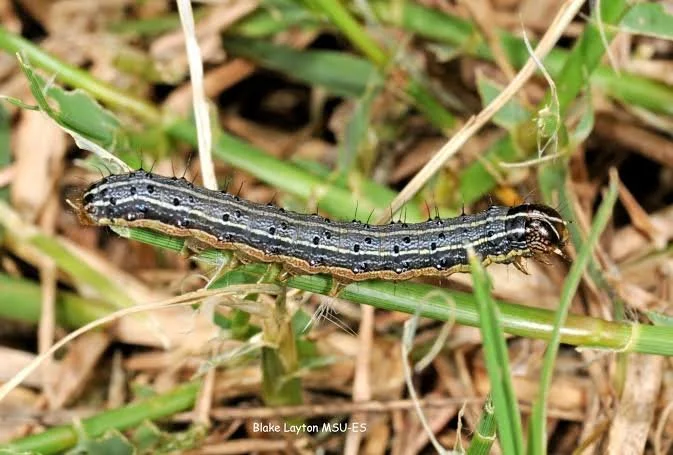 Fall Armyworms