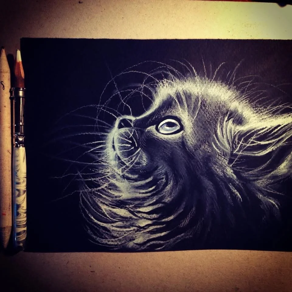 A beautifully detailed white and gray chalk drawing of a cat's face on black paper, with a focus on the cat's eye and fur.