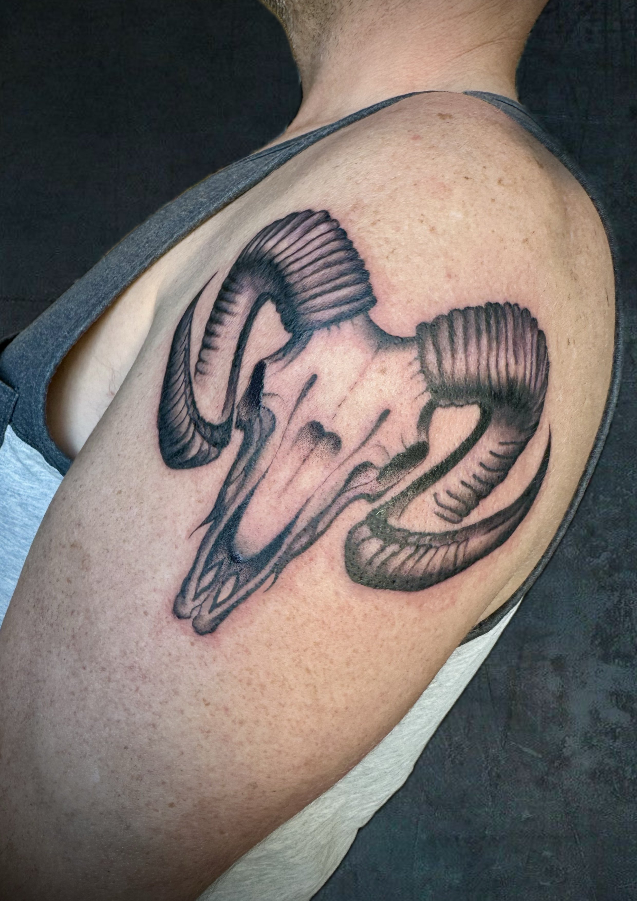 Tattoo of a ram's skull with curved horns on a person's shoulder.
