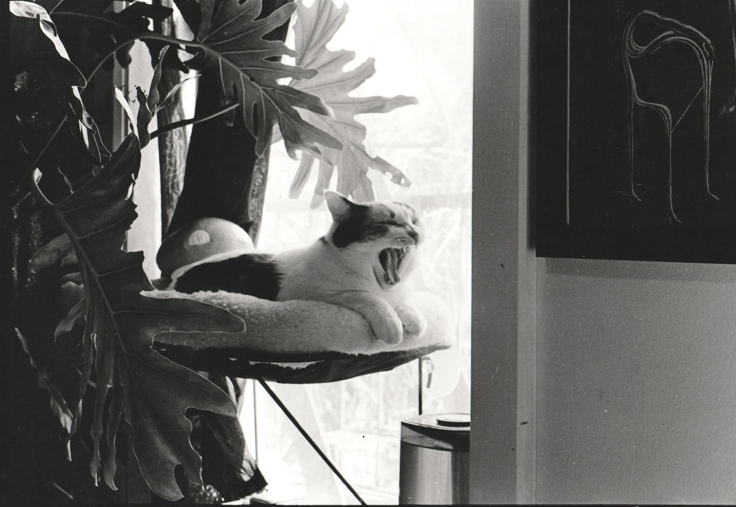 IMG_20250224_0001 copy 4.jpg