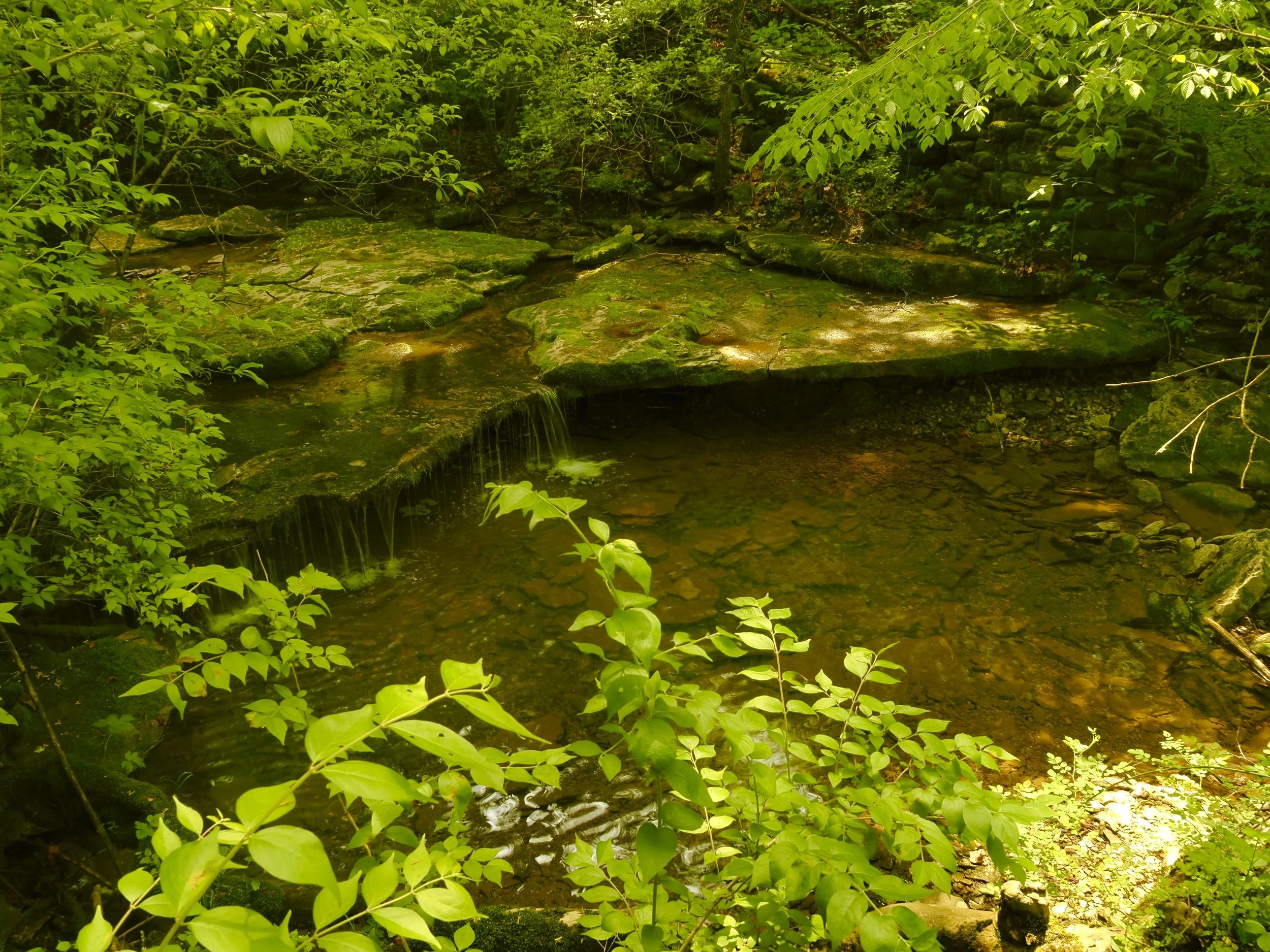 Raven Run Nature Sanctuary 
Lexington, KY