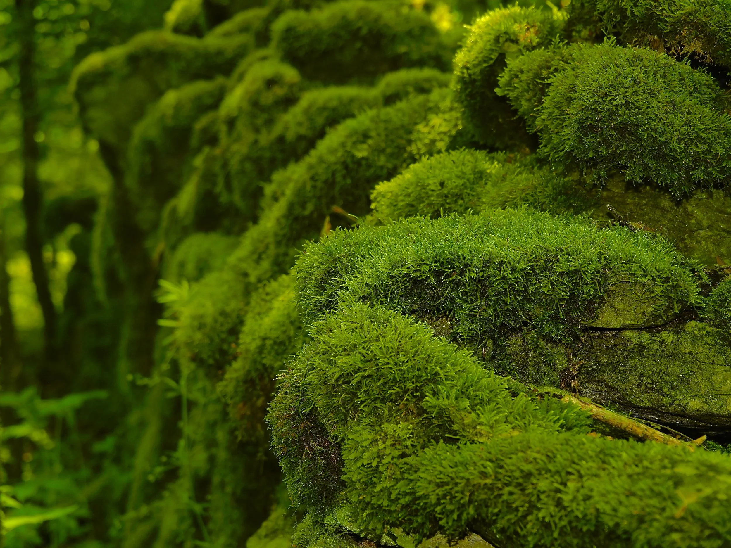 Raven Run Nature Sanctuary 
Lexington, KY