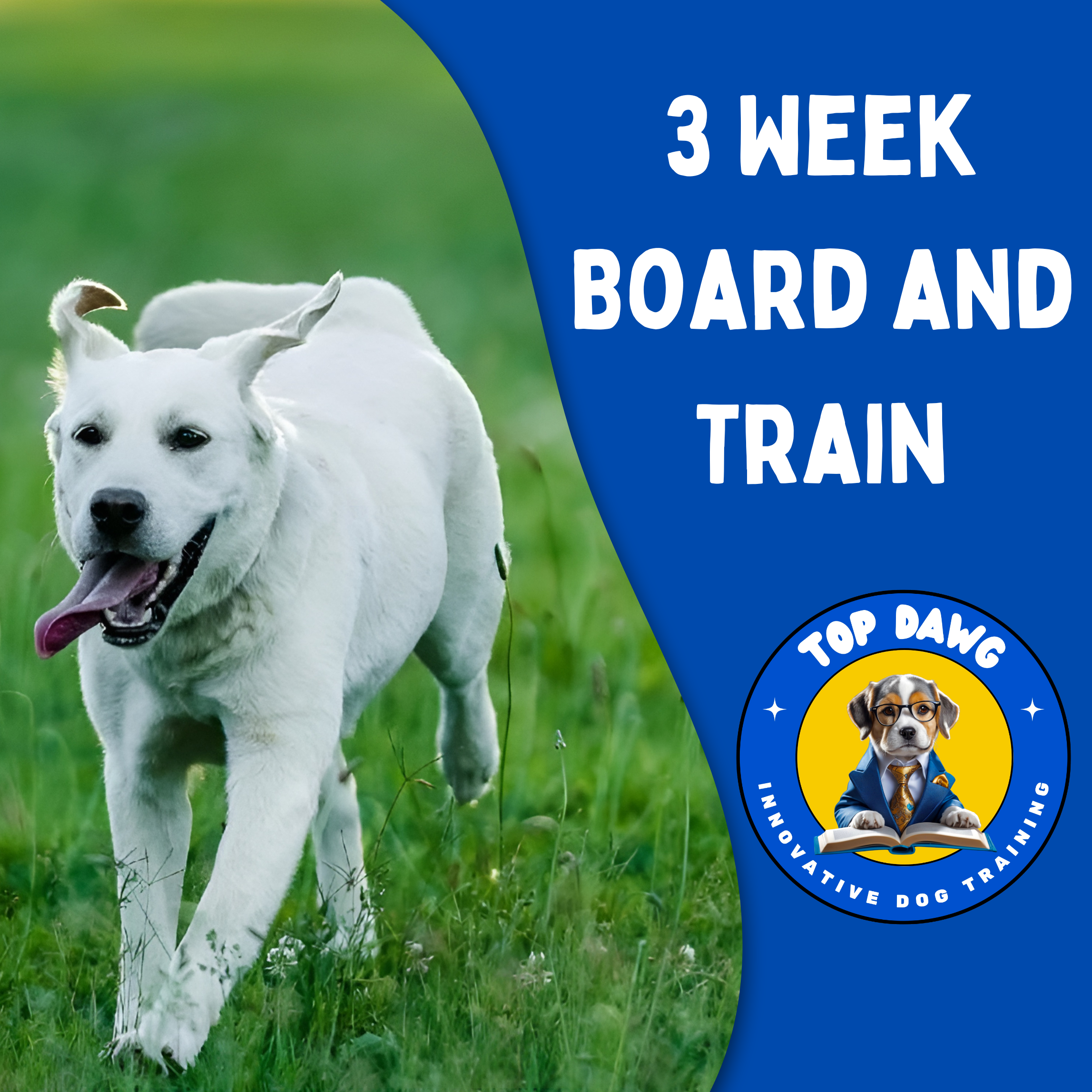 3 Week Board And Train