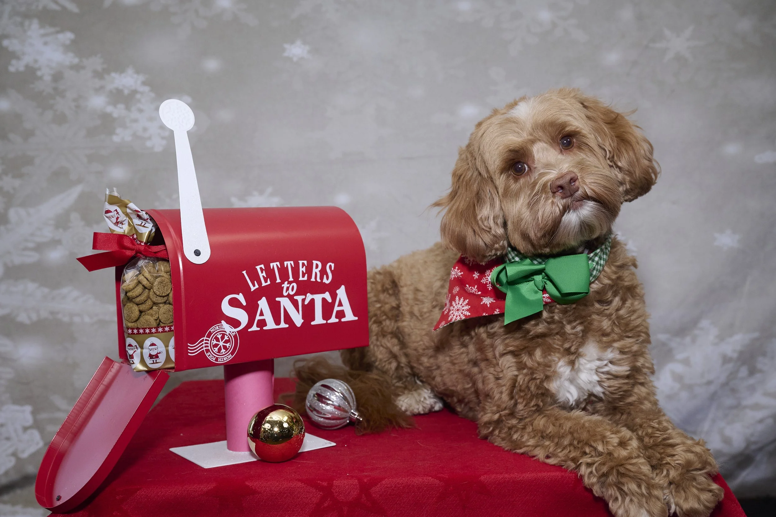 Saints of the West Holiday Photo Fundraiser 2022