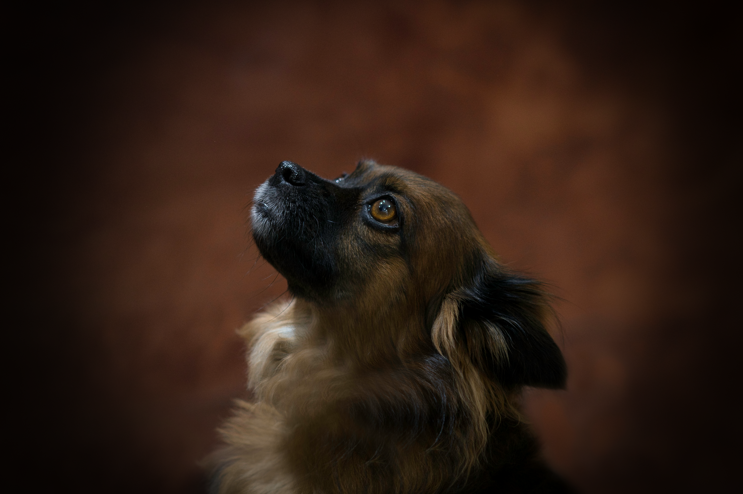 Kansas City Northland pet portrait studio