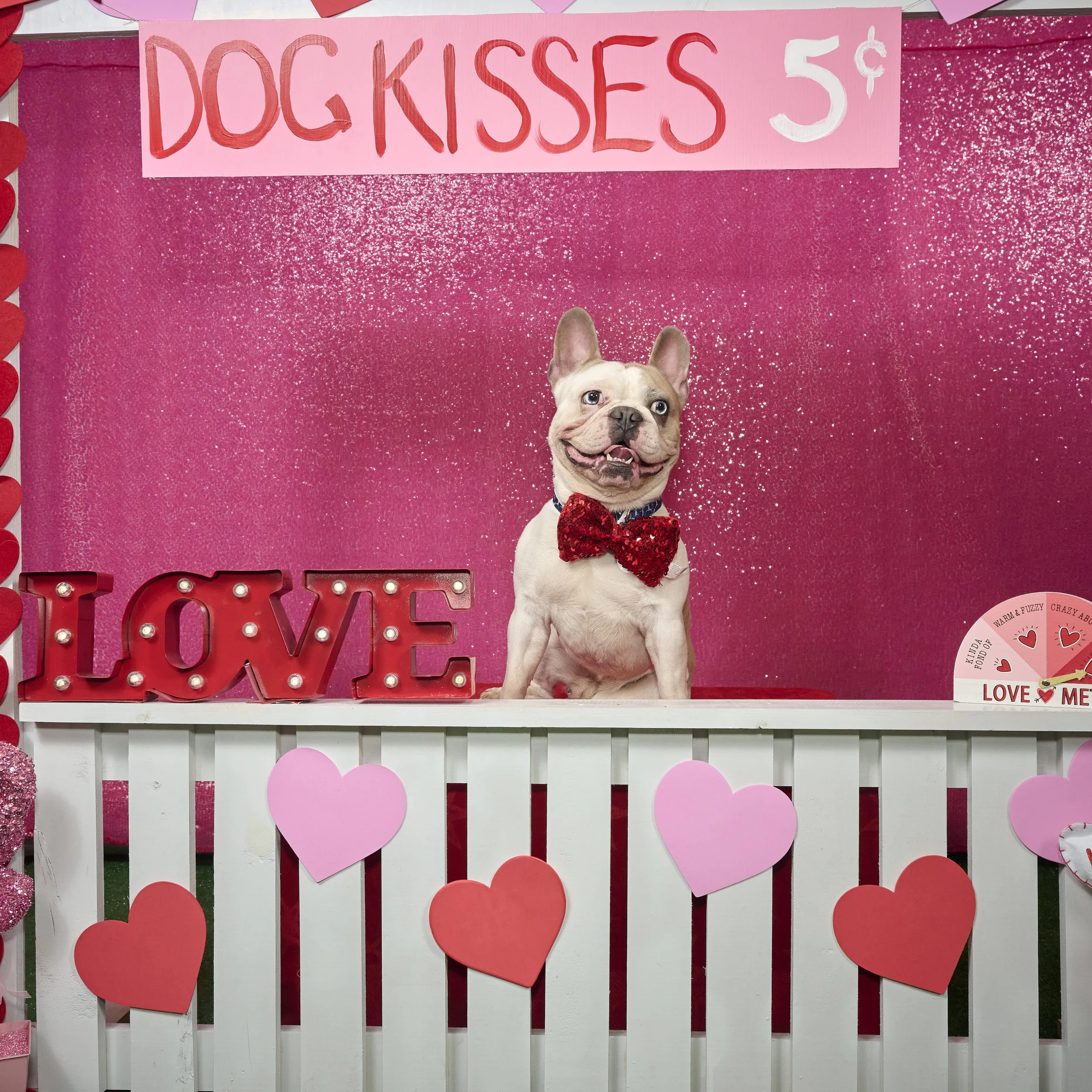 Kansas City English Bull Dog Rescue-Valentines 2023