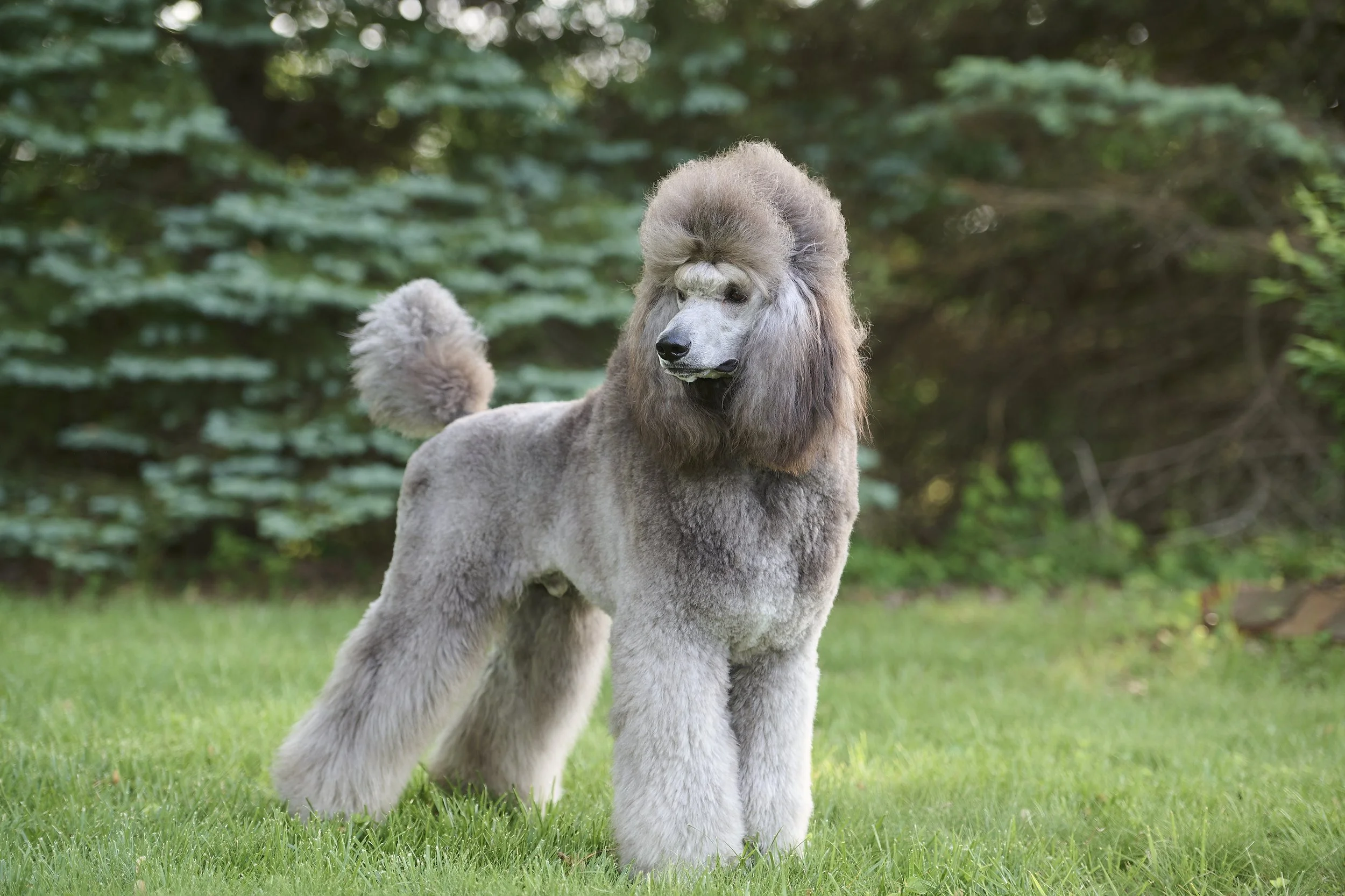 Fine art conformation dog photography by Kansas City dog & pet photographer.