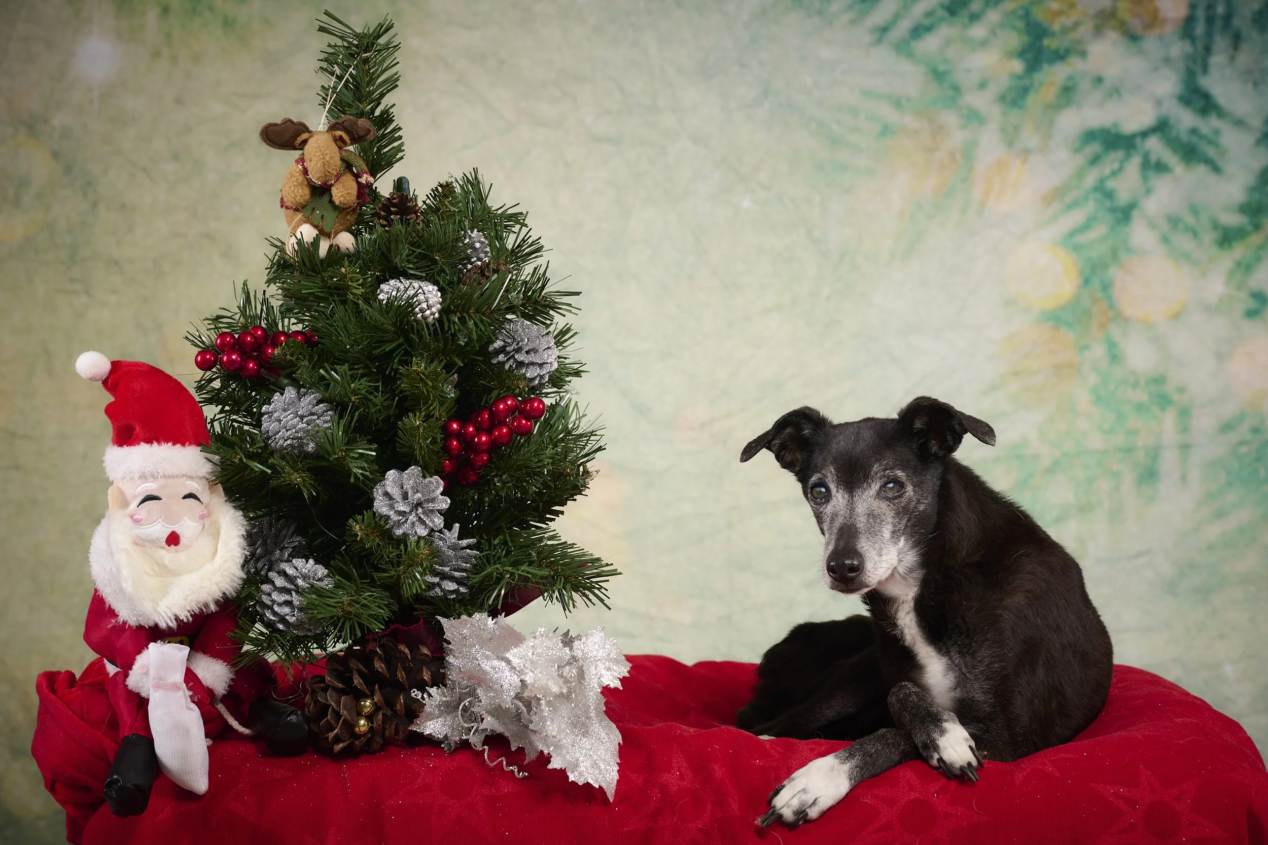 Mid-America Boston Terrier Rescue-Howliday 2021