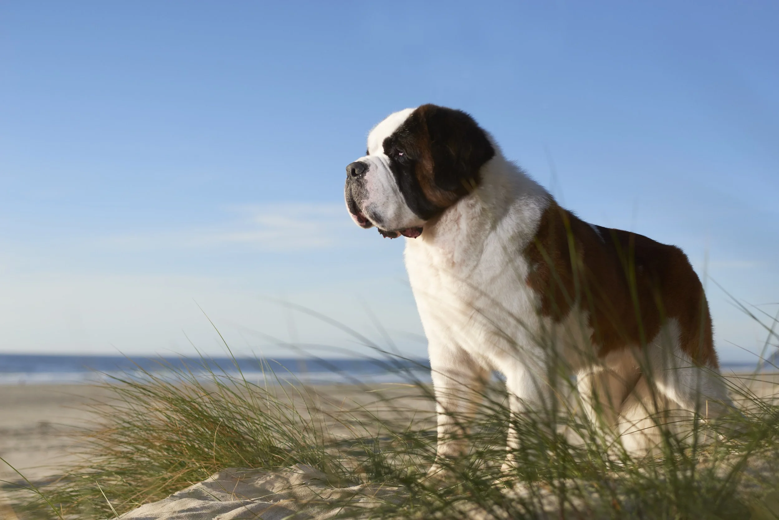 "Heirloom dog wall art and prints Kansas City