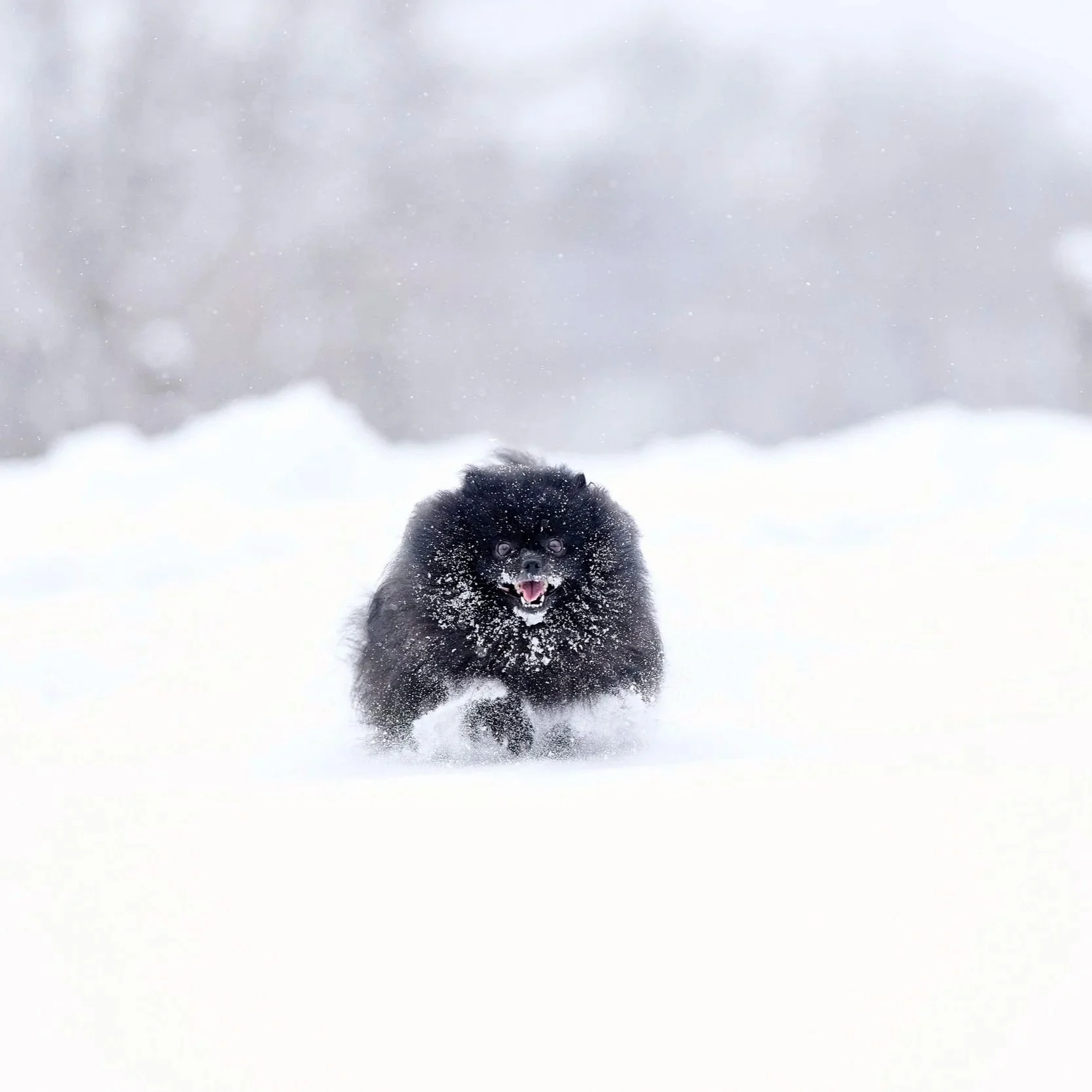 Fine art action  dog photography by Kansas City dog & pet photographer  Paws & Snap