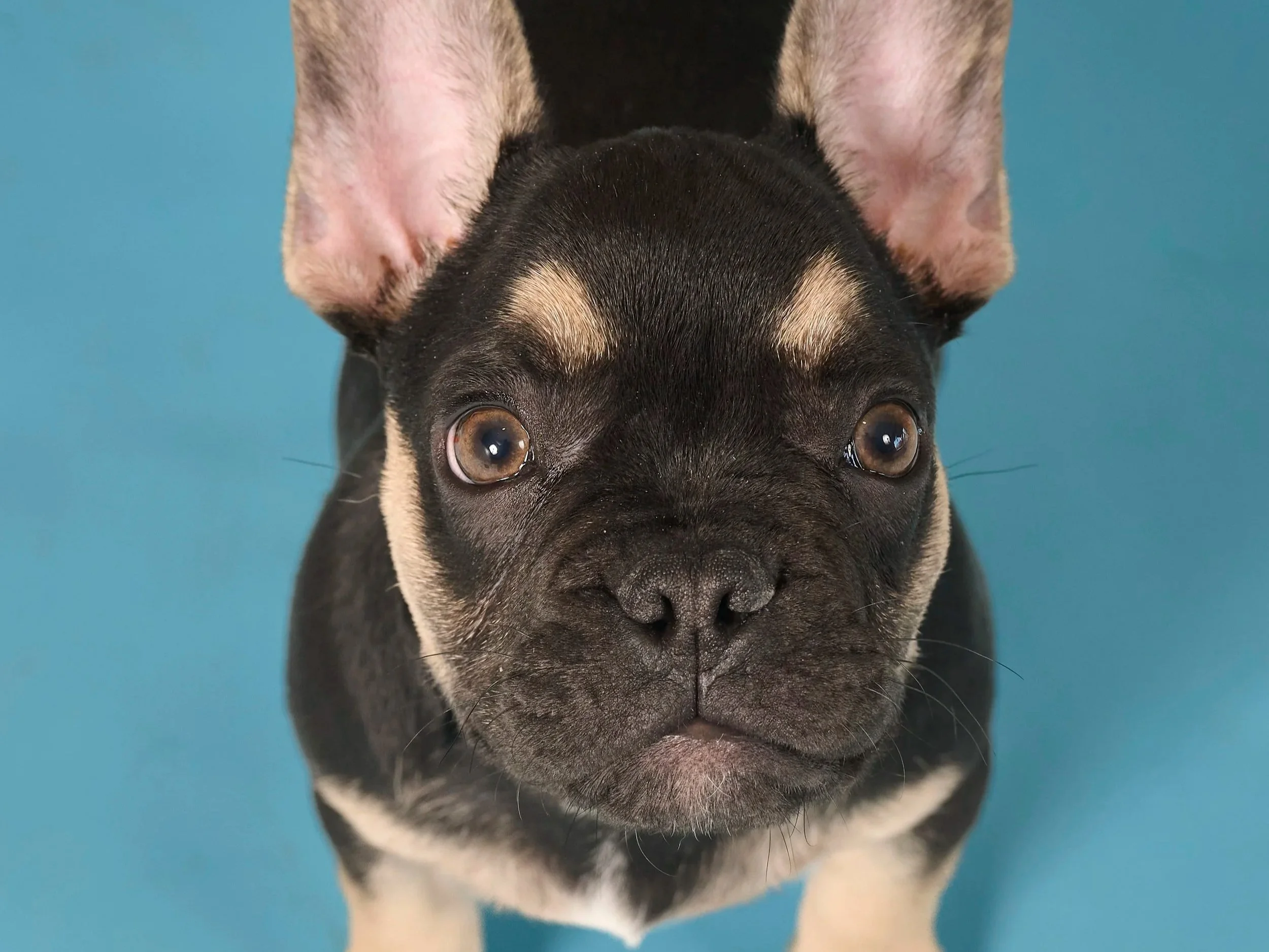 Puppy milestone photography and commemorative dog portraits in in Platte County by Paws and Snap