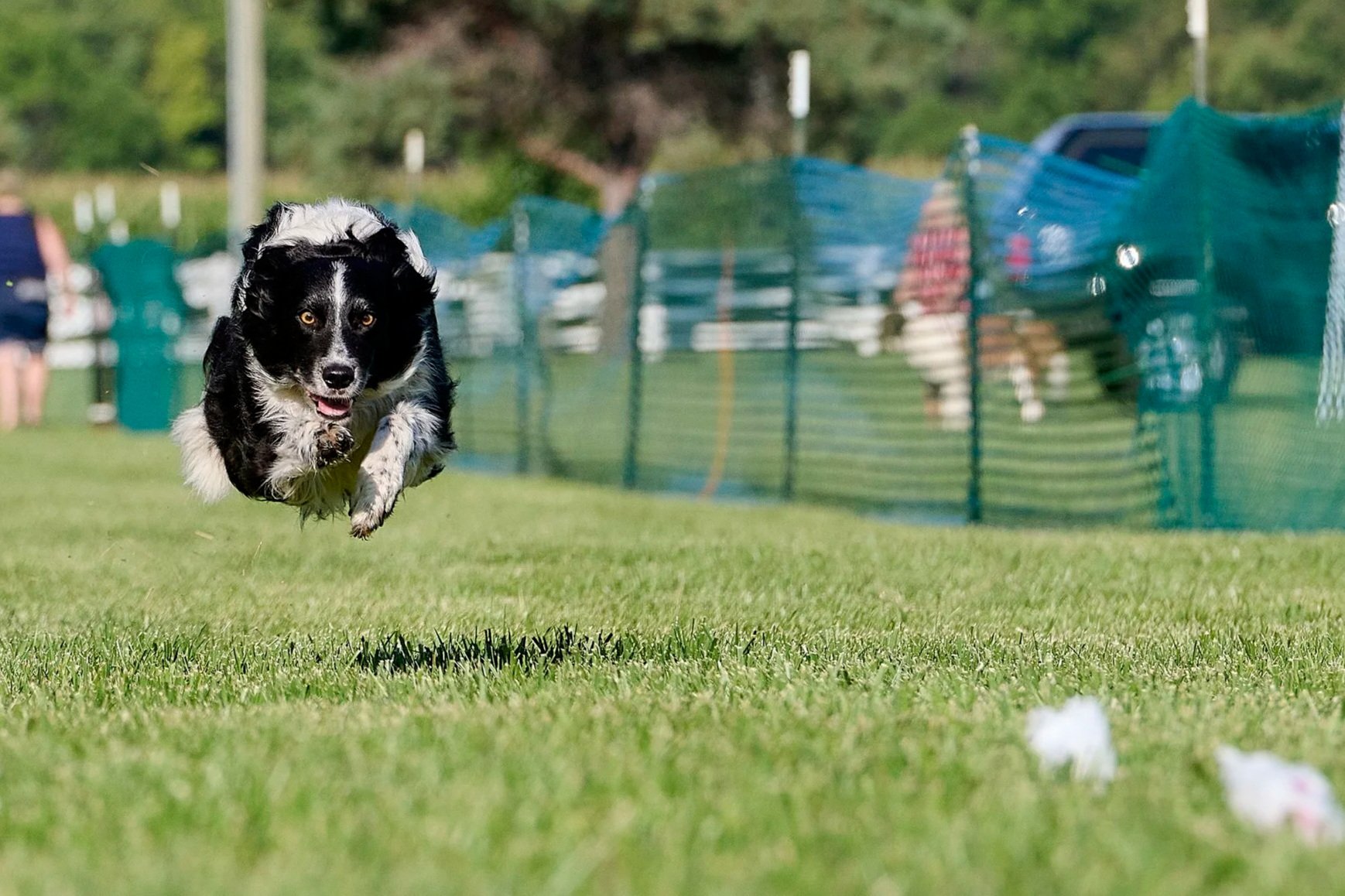 Fast CAT performance dog photography in Kansas City by Paws and Snap.
